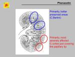 img-phenacetin-0037.jpg