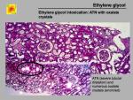img-Ethylene glycol-0005.jpg