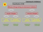 img-Calcineurin inhibitors-0005.jpg