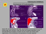 img-Calcineurin inhibitors-0025.jpg